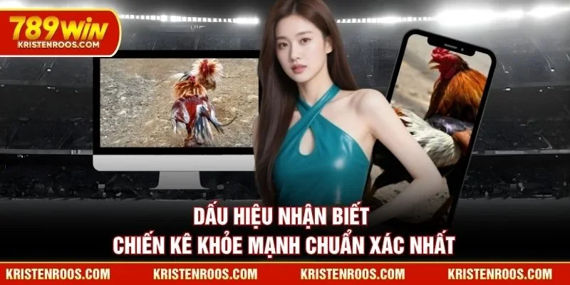 Dấu hiệu nhận biết chiến kê khỏe mạnh chuẩn xác nhất